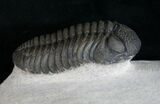 Phacops Trilobite From Morocco #9252-1